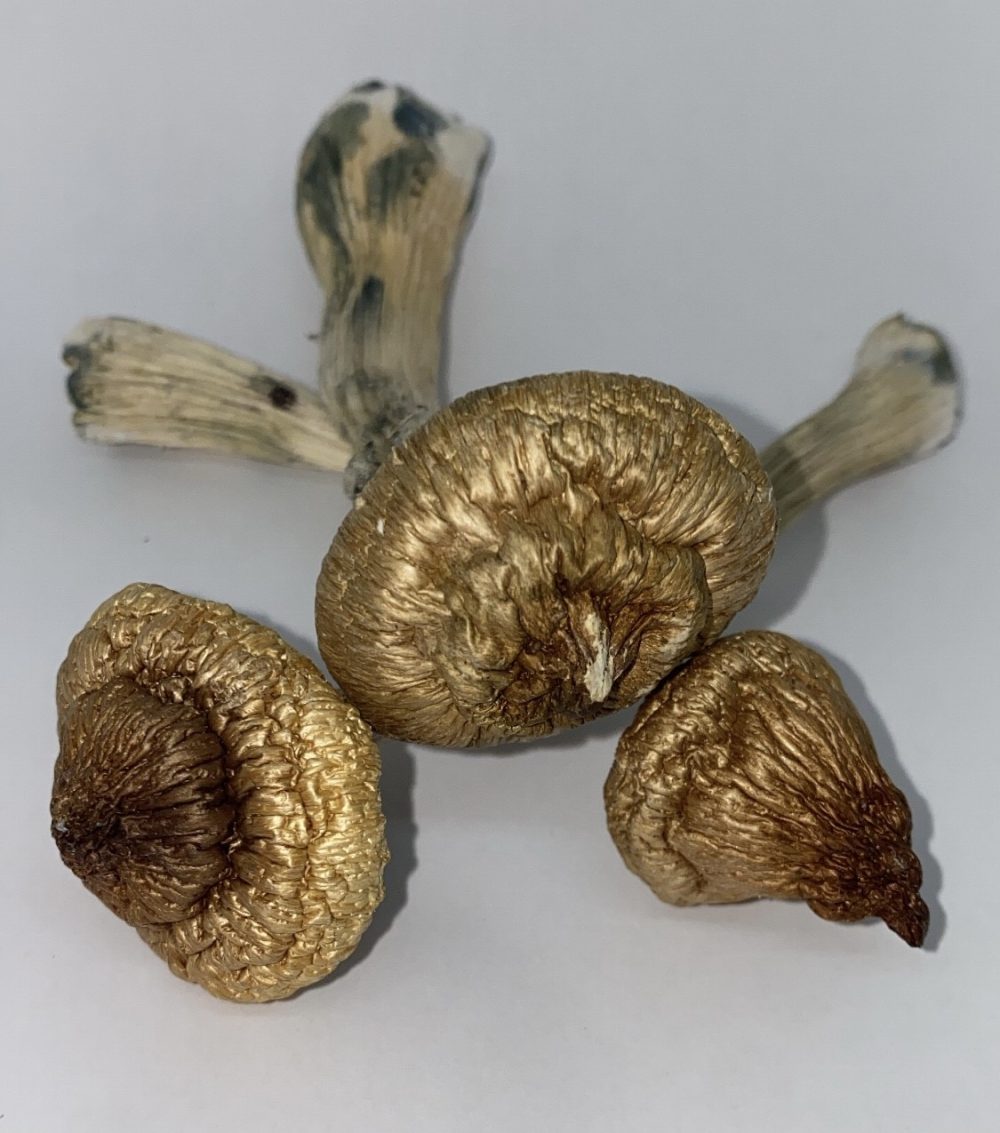 Buy Ecuadorians Mushrooms - $99/OZ - House of Shrooms