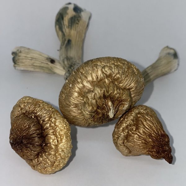 Buy Ecuadorians Mushrooms - $99/OZ - House of Shrooms