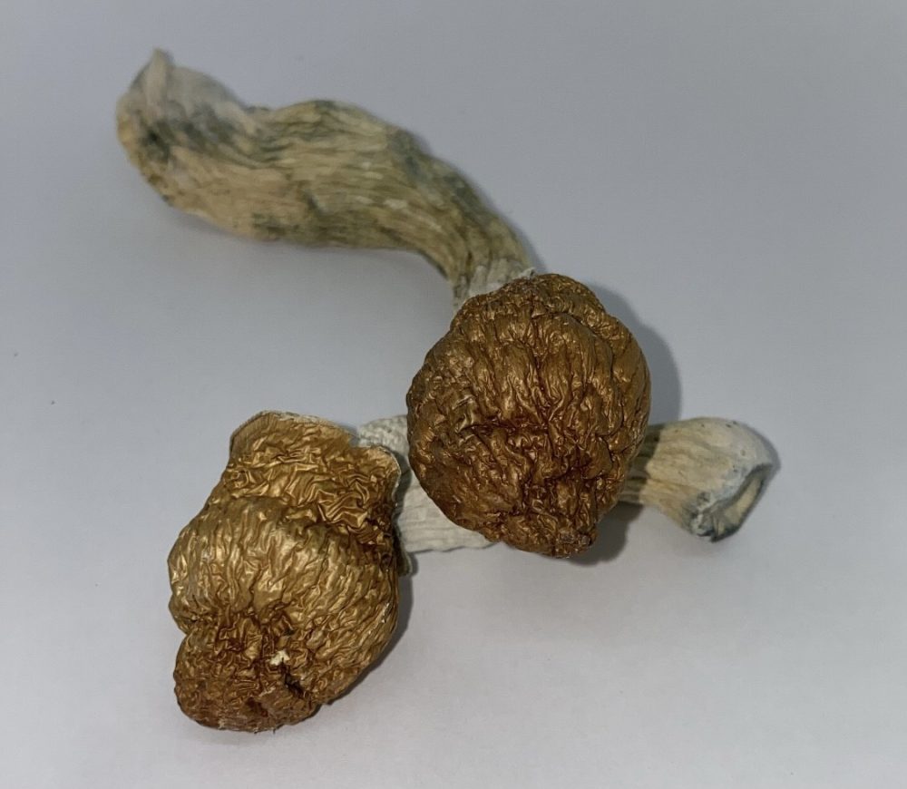 Buy Penis Envy Mushrooms - $99/OZ - House of Shrooms