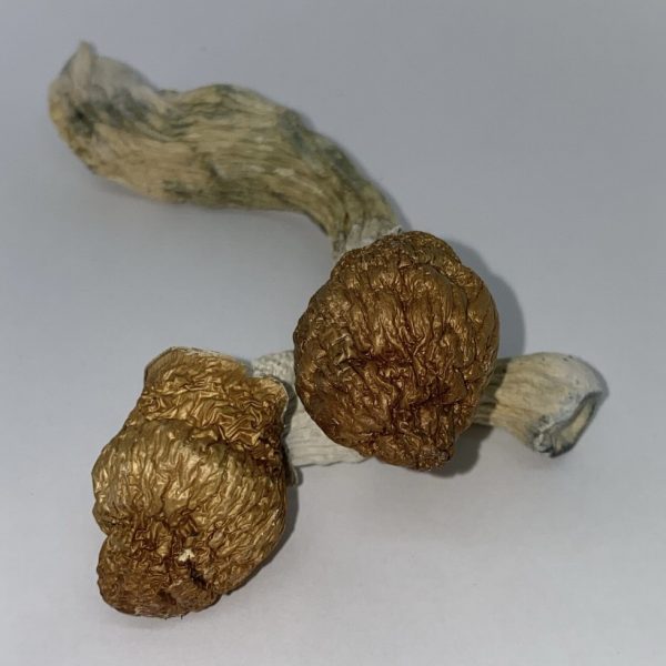 Buy Penis Envy Mushrooms - $99/OZ - House of Shrooms