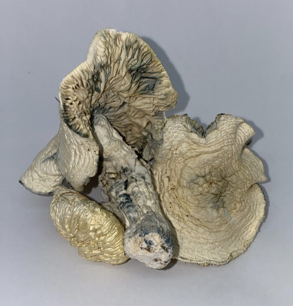 Buy Albino Avery Mushrooms - $99/OZ - House of Shrooms