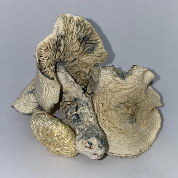 Buy Albino Avery Mushrooms - $99/OZ - House of Shrooms