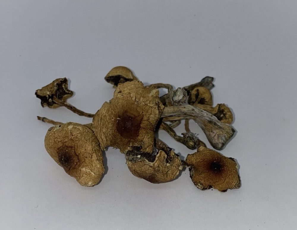 Buy Texas Penis Envy Mushrooms - $99/OZ - House of Shrooms