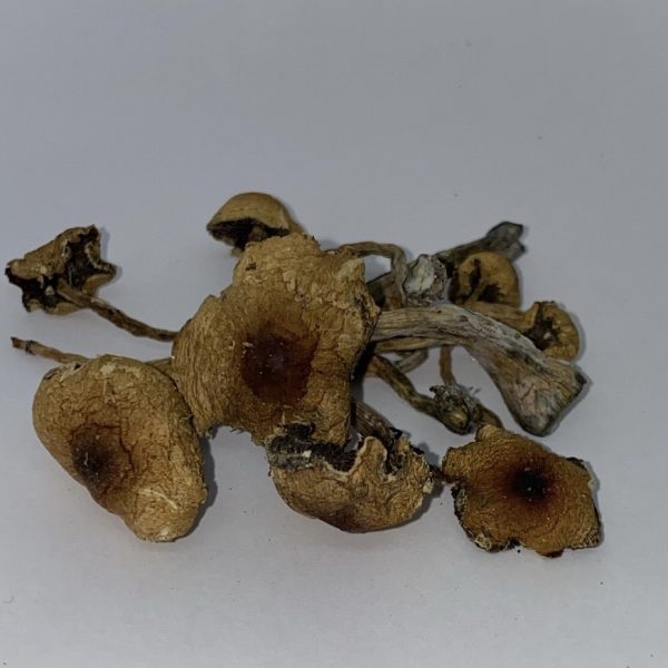 Buy Texas Penis Envy Mushrooms - $99/OZ - House of Shrooms