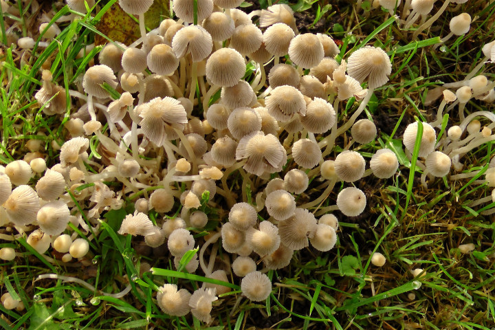 Microdosing Magic Mushrooms - The Ultimate Guide to Microdosing Magic Mushrooms