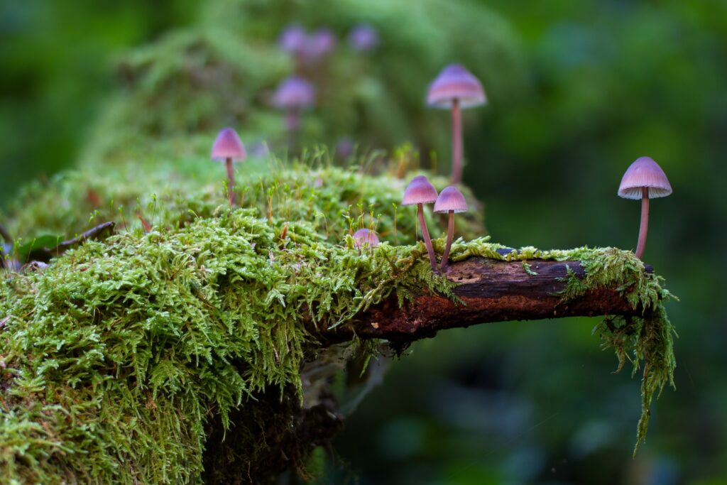 - How to Prepare for Your First Magic Mushroom Experience: Tips and Guidelines