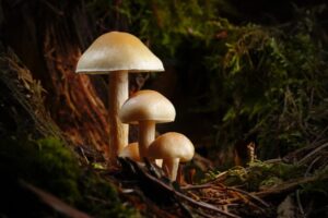 albino avery mushrooms
