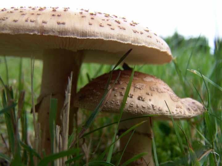 Albino Magic Mushrooms