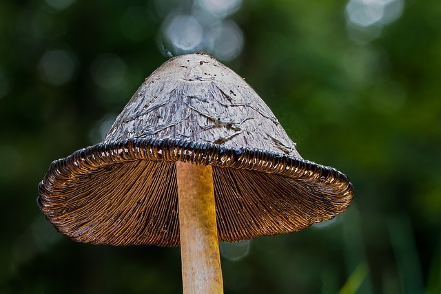 How to grow magic mushrooms in bulk