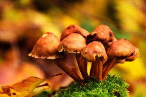 Blue Meanie Magic Mushrooms