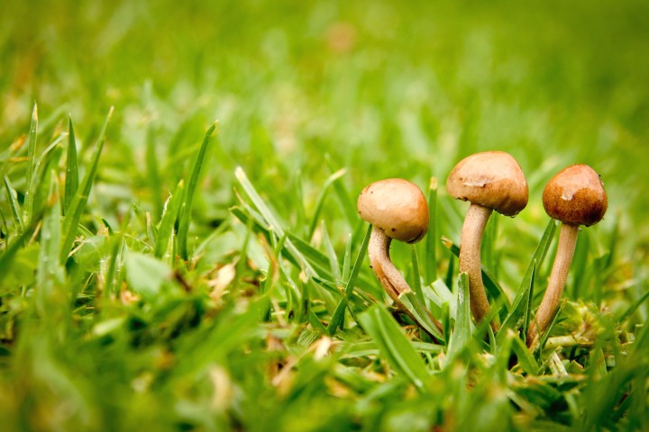 - A Wise Investment: Why Buying a $99 oz of Magic Mushrooms in Canada is Worth It