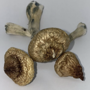 Psilocybin Mushrooms