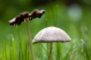 The cost of magic mushrooms