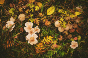 What Do Penis Envy Mushrooms Look Like