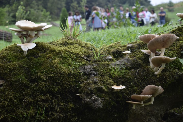 Microdosing Mushrooms