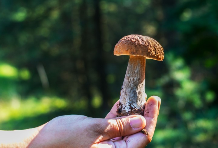 Golden Teacher Mushrooms