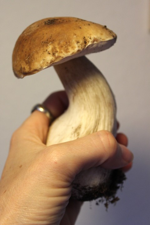 mckennaii mushrooms