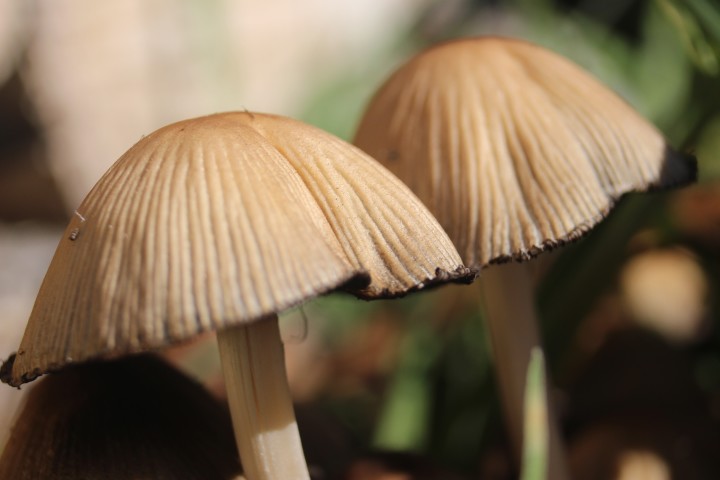 Psilocybin Mushrooms